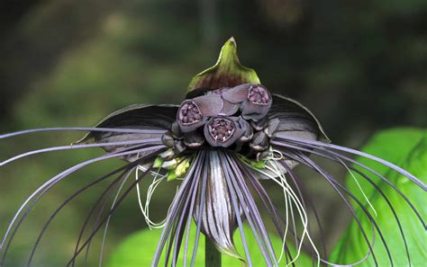 10 Unusual and Rare Flowers You Won't Find in Most Gardens.